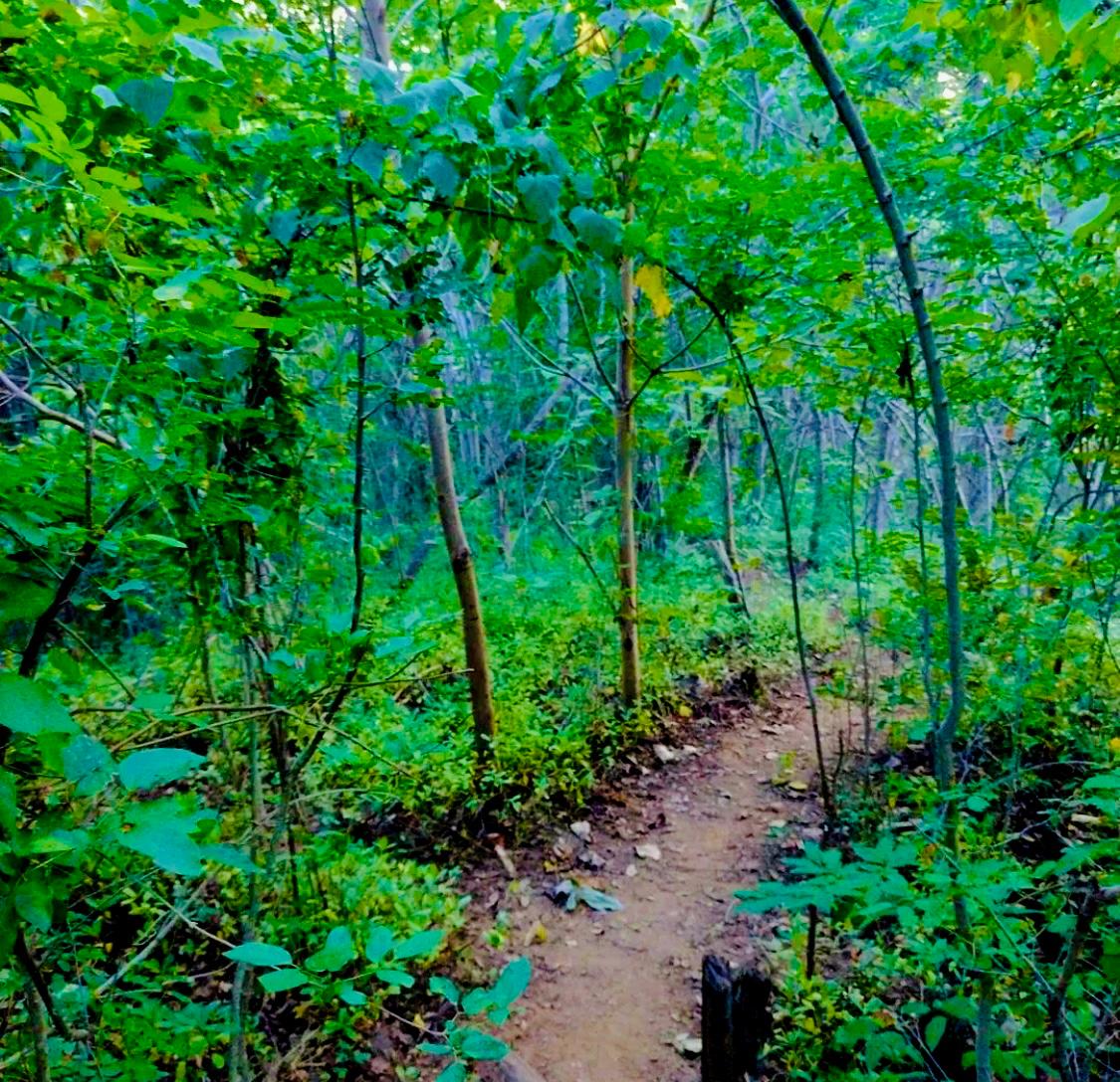 Lush forest view